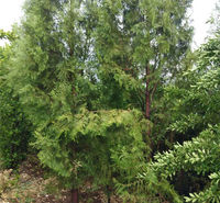 侧柏绿化苗 侧柏小苗基地 多种规格侧柏苗