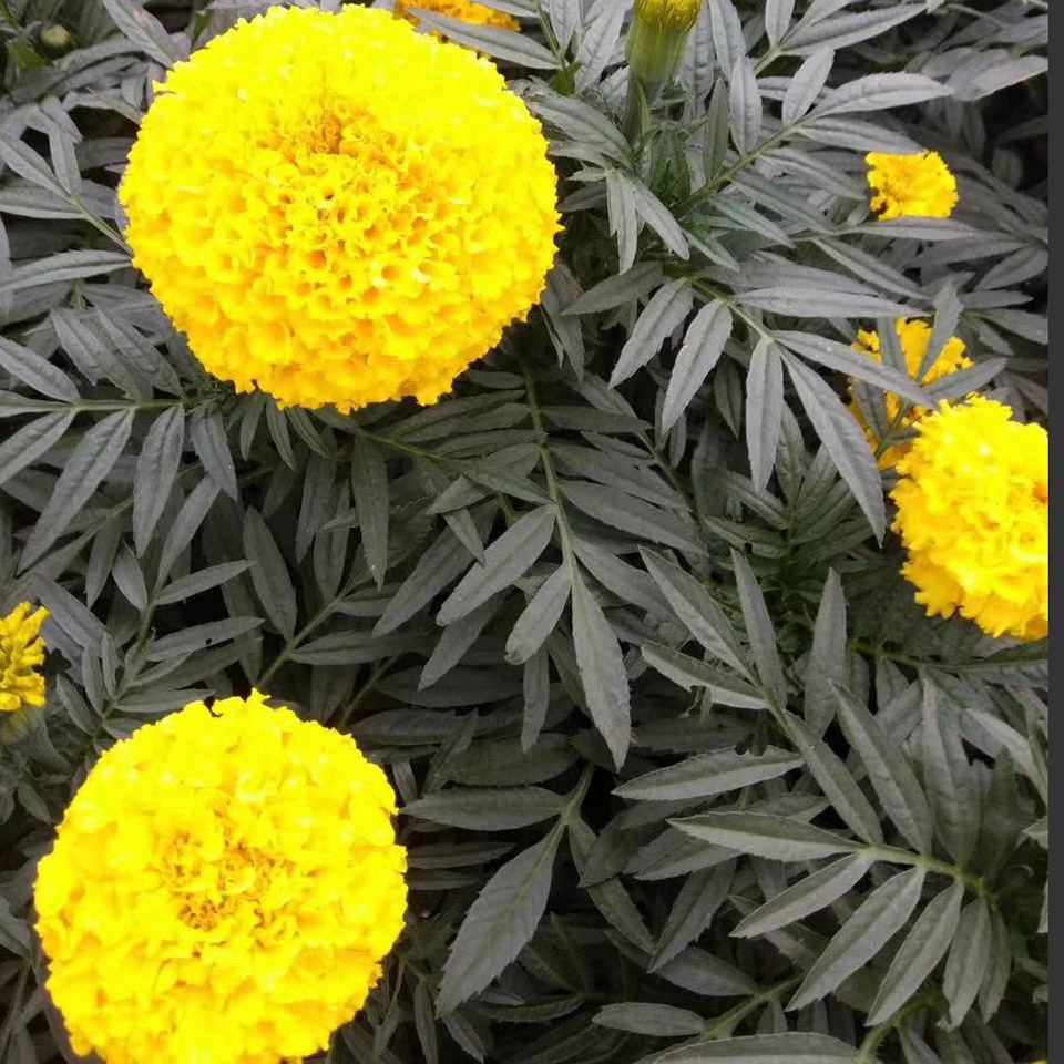 苗圃现挖万寿菊 万寿菊盆栽 我苗圃批发