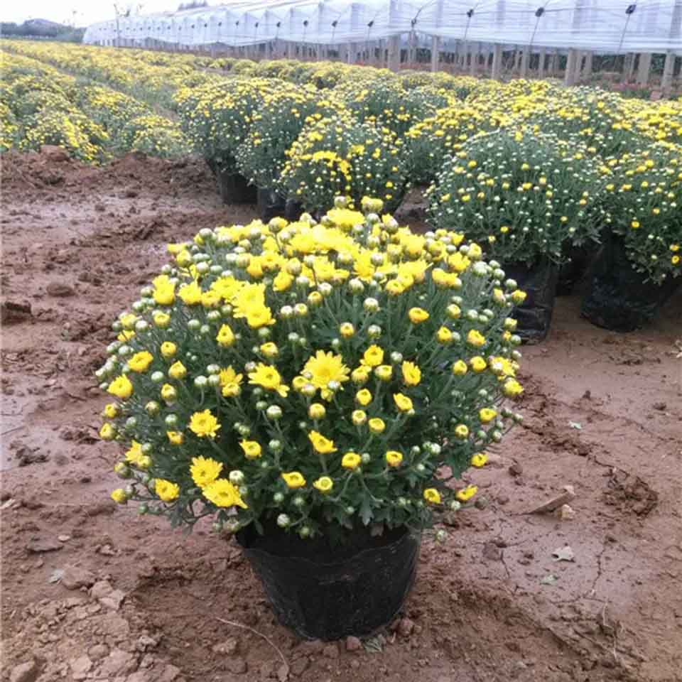 好苗预定中国庆菊盆栽 国庆菊批发商 欢迎选购