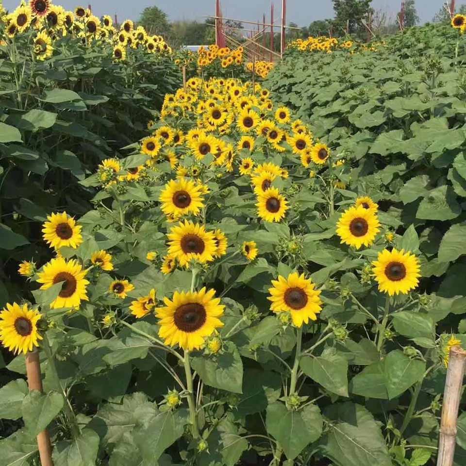 批发采购向日葵 向日葵幼苗 向日葵大量出售