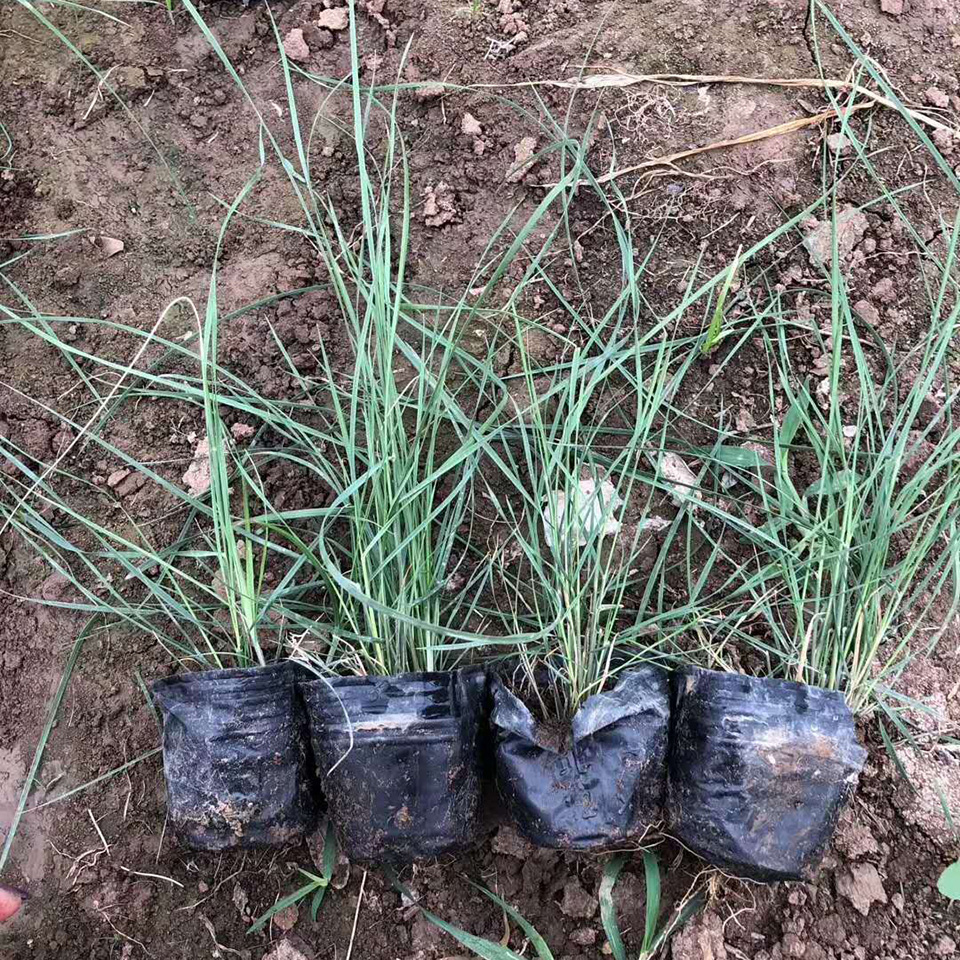 众智园林批售粉黛乱子草  花海用粉黛乱子草  观赏效果佳
