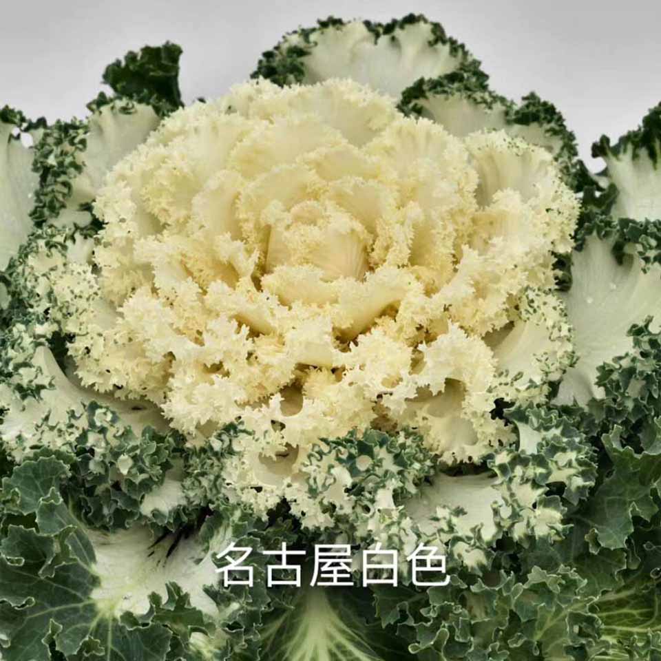 大量供应羽衣甘蓝 羽衣甘蓝批发 羽衣甘蓝批发商