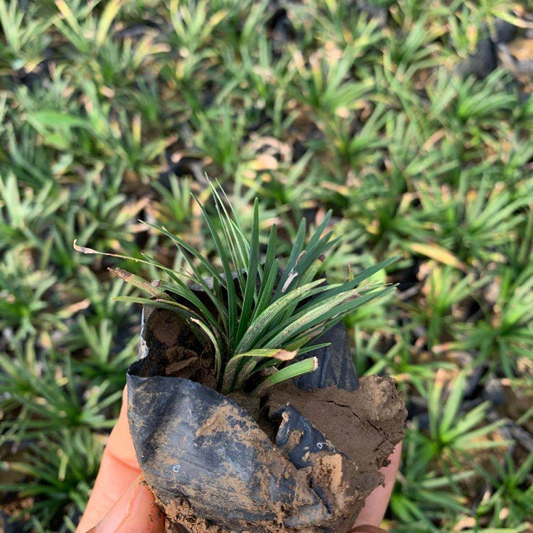 玉龙草销售 基地直销玉龙草小苗 观赏草批发