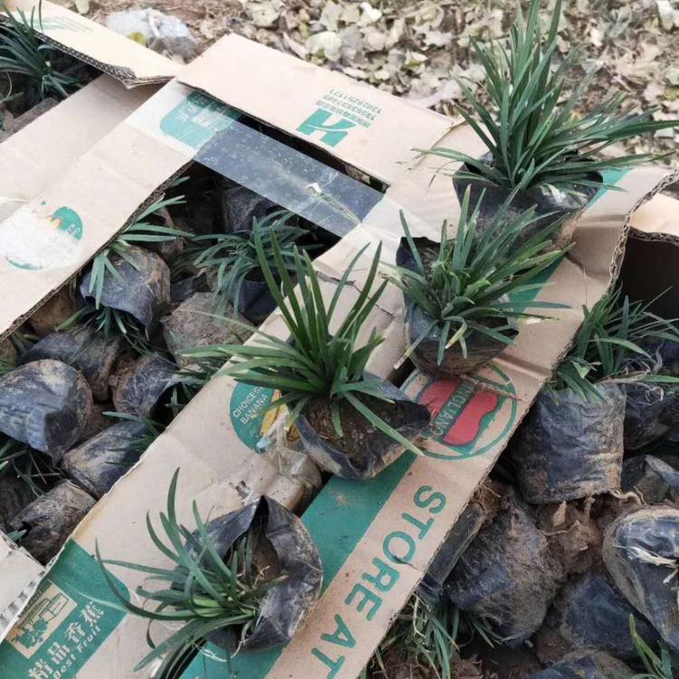绿化植被玉龙草 观赏草价格 玉龙草培育基地