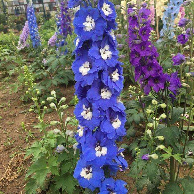 欣美大量批发 鸽子花 宿根花卉基地 大花飞燕草价格