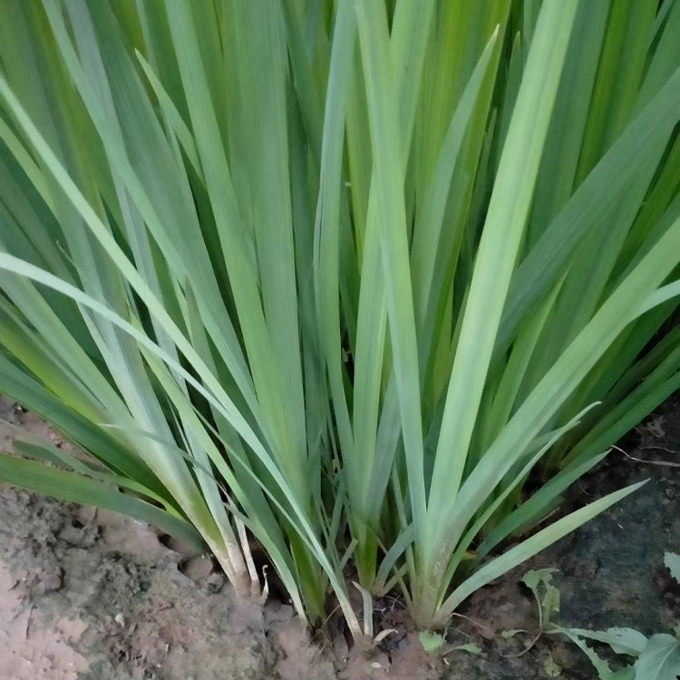 基地大量批发 黄花鸢尾 水生鸢尾销售