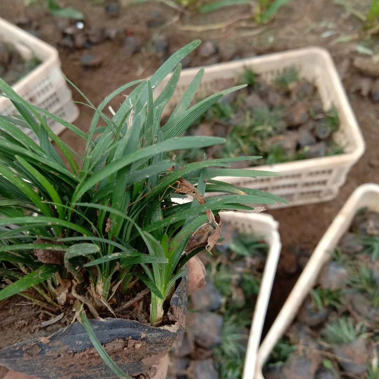 耐寒耐旱植物玉龙草小苗 观赏草批发 日本矮麦冬直销