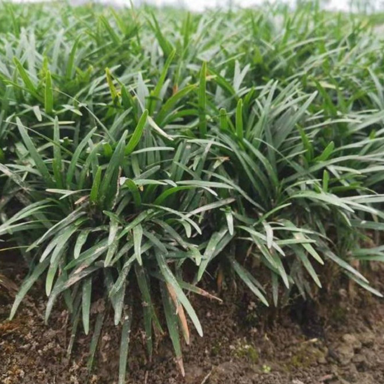 基地直销玉龙草 观赏草批发 日本矮麦冬行情