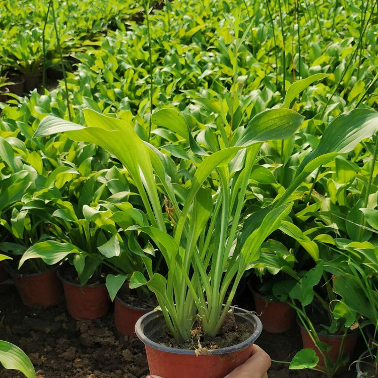 苗圃供应 紫花玉簪 玉簪种植基地