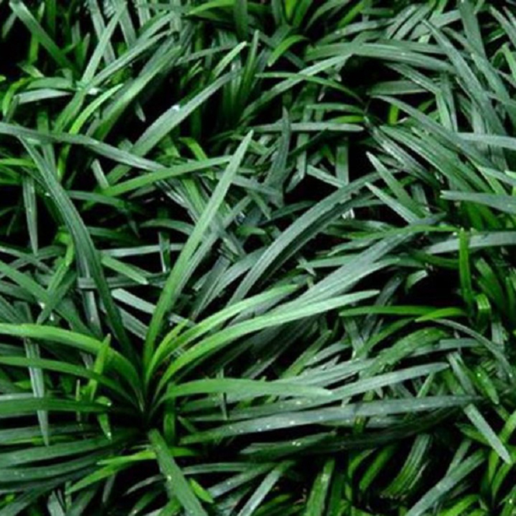 日本矮麦冬基地 耐寒耐旱植物玉龙草 青州草花
