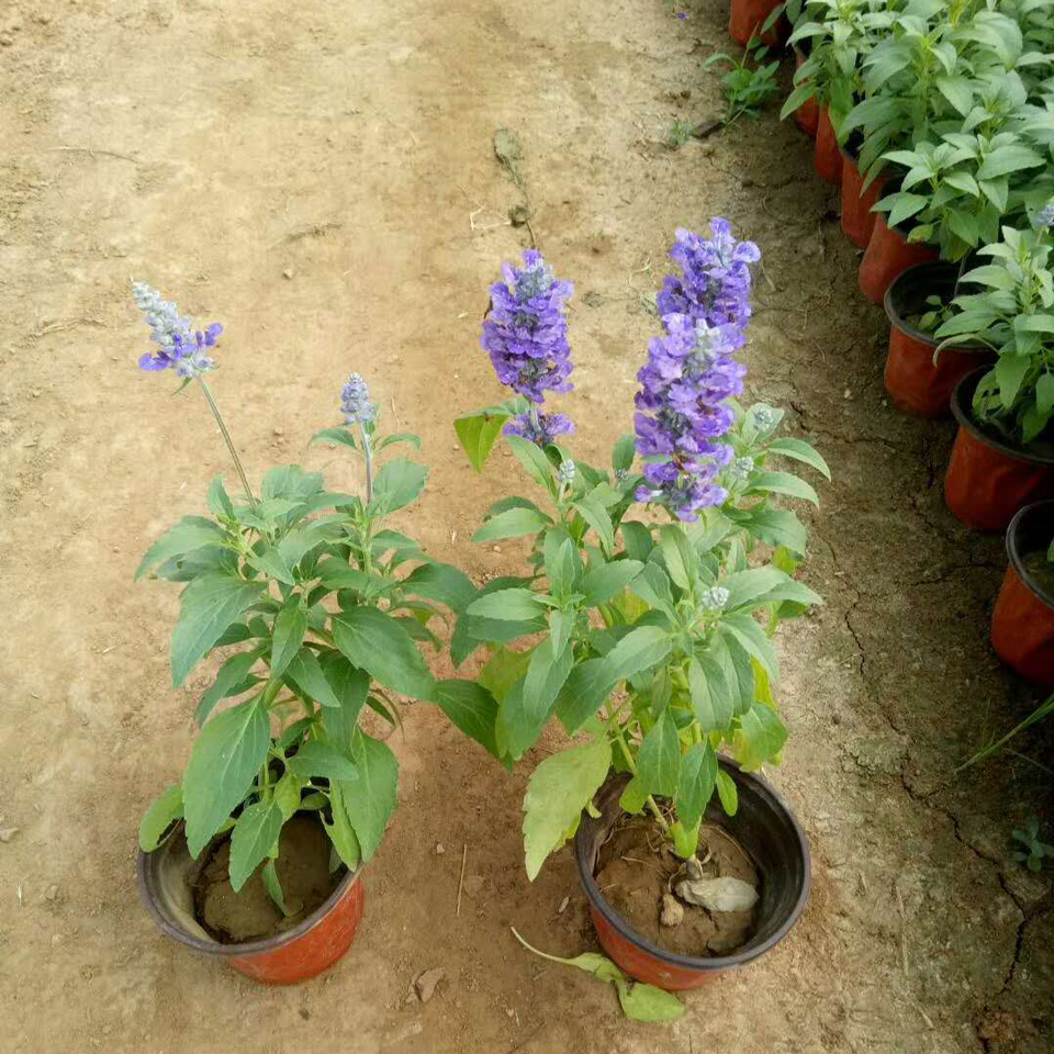 绿化鼠尾草 绿化鼠尾草供应 供应绿化鼠尾草