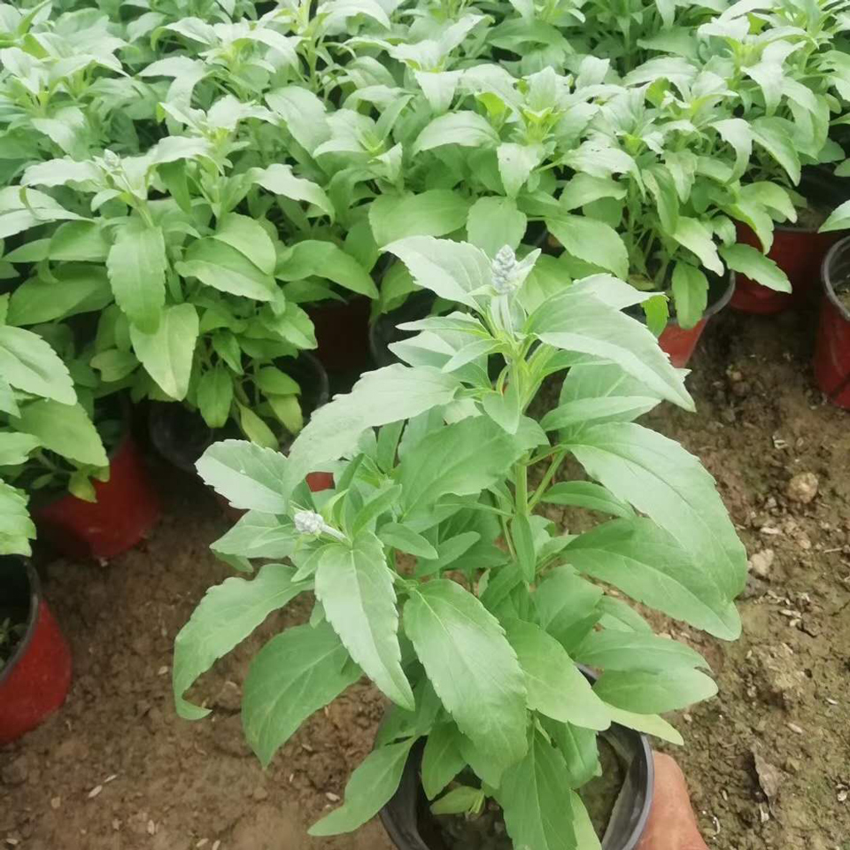 绿化鼠尾草 绿化鼠尾草供应 山东绿化鼠尾草