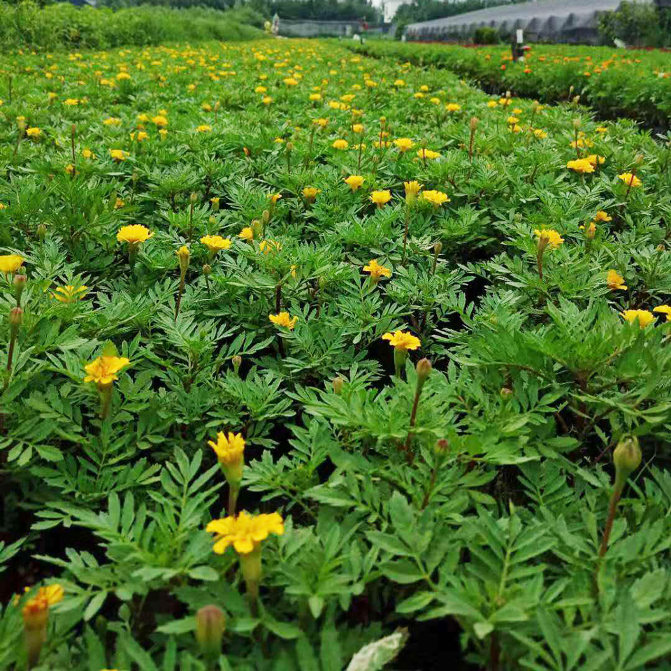孔雀草 孔雀草供应 山东孔雀草