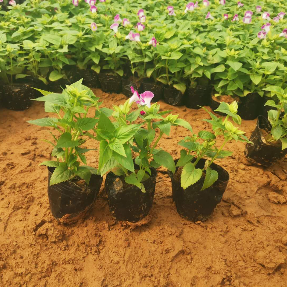 夏堇 夏堇种植基地 大量出售夏堇