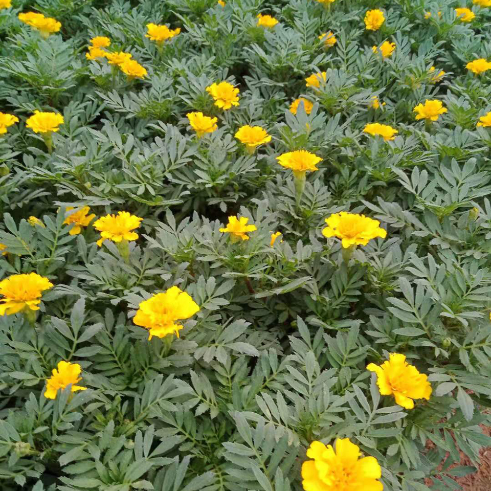 双色盆孔雀草 双色盆孔雀草培育基地 出售双色盆孔雀草