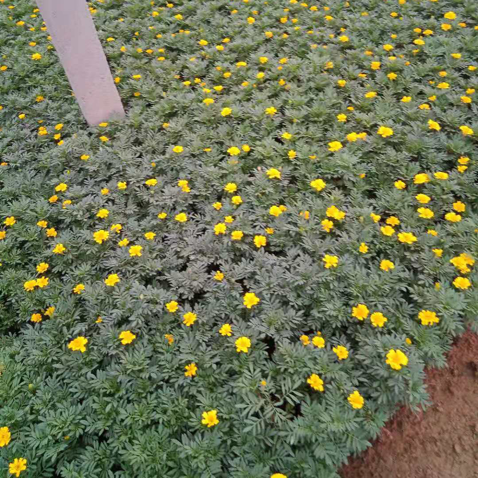 孔雀草 孔雀草供应商 供应孔雀草