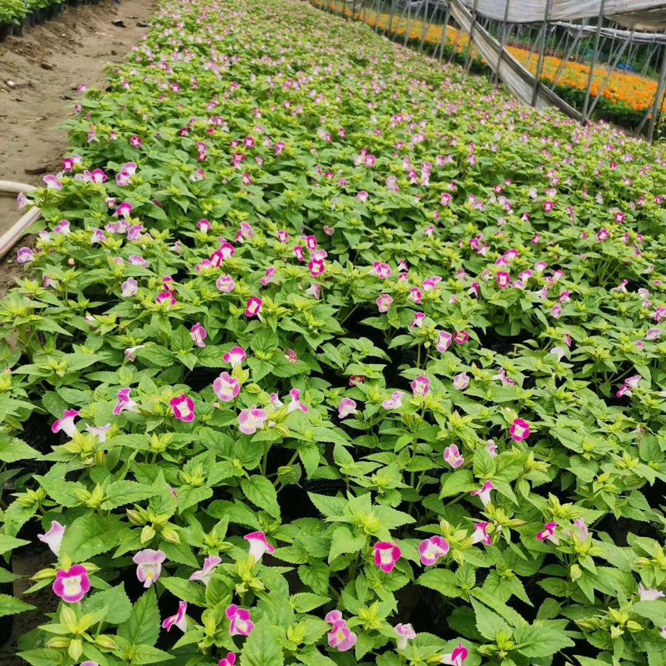 夏堇花苗 夏堇花苗种植基地 山东夏堇花苗