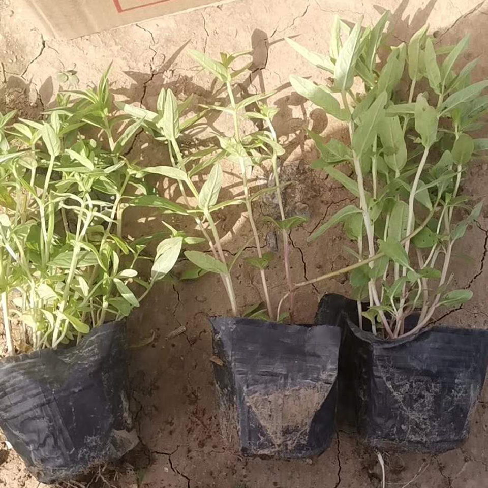 鼠尾草幼苗 鼠尾草幼苗培育基地 现货供应鼠尾草幼苗
