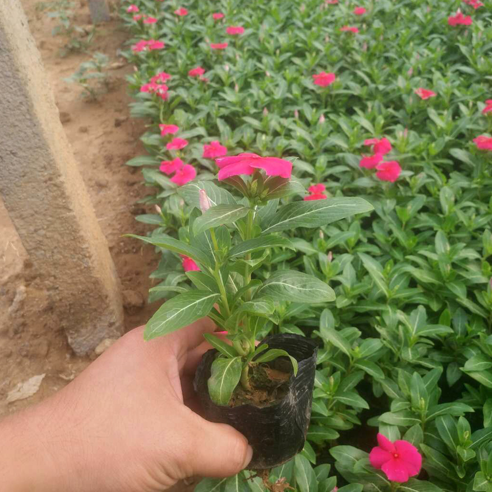 长春花盆花 长春花盆花出售 大量批发长春花盆花