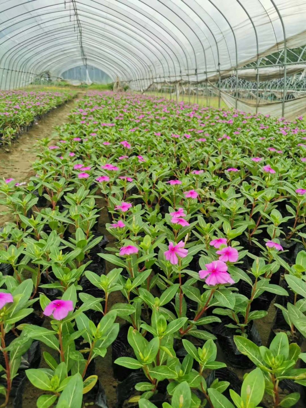 长春花盆花 长春花盆花基地 供应长春花盆花