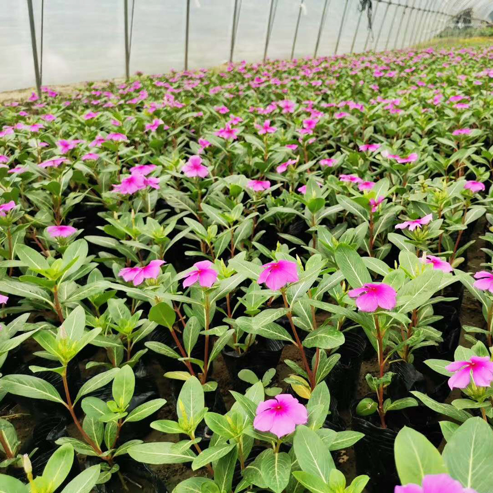 长春花盆花 长春花盆花种植基地 现货供应长春花盆花