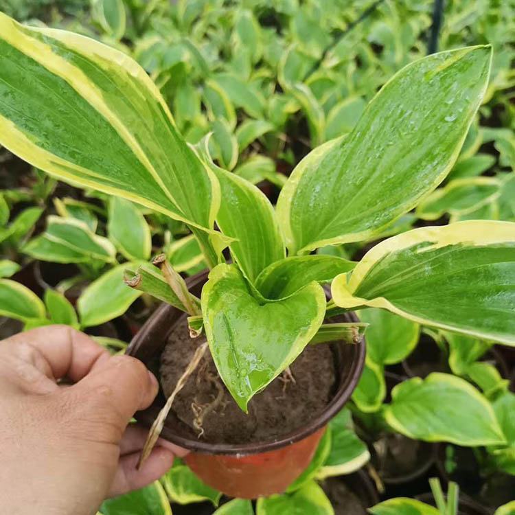 观花金边玉簪 质优价廉 金边玉簪批发商