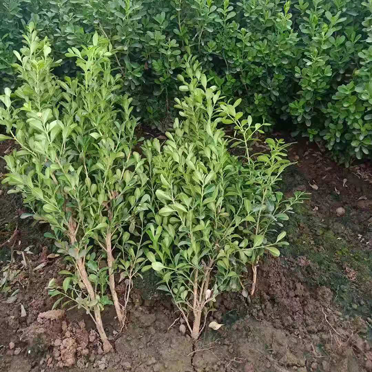 瓜子黄杨工程苗 瓜子黄杨种植基地 瓜子黄杨培育