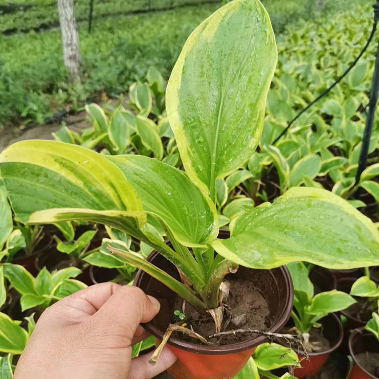 种植金边玉簪 量大优惠 金边玉簪基地