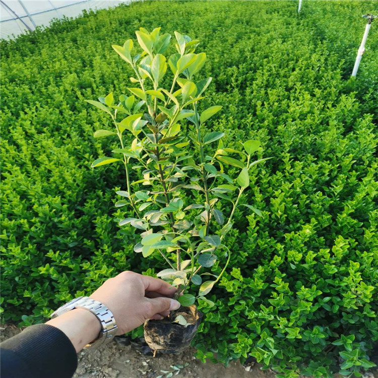 卫矛供应商 卫矛价格 卫矛生产厂家 江瑞园艺等你来 价格优惠 质量保证