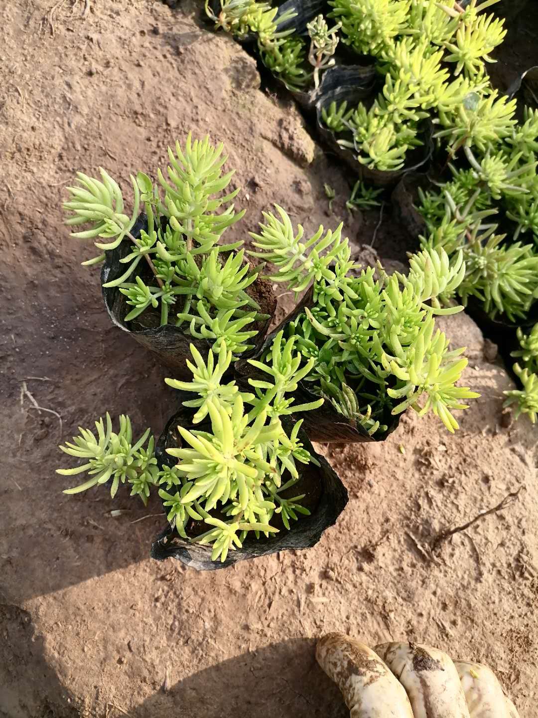 佛甲草价格  佛甲草供应  青州佛甲草  金叶佛甲草  黄金条
