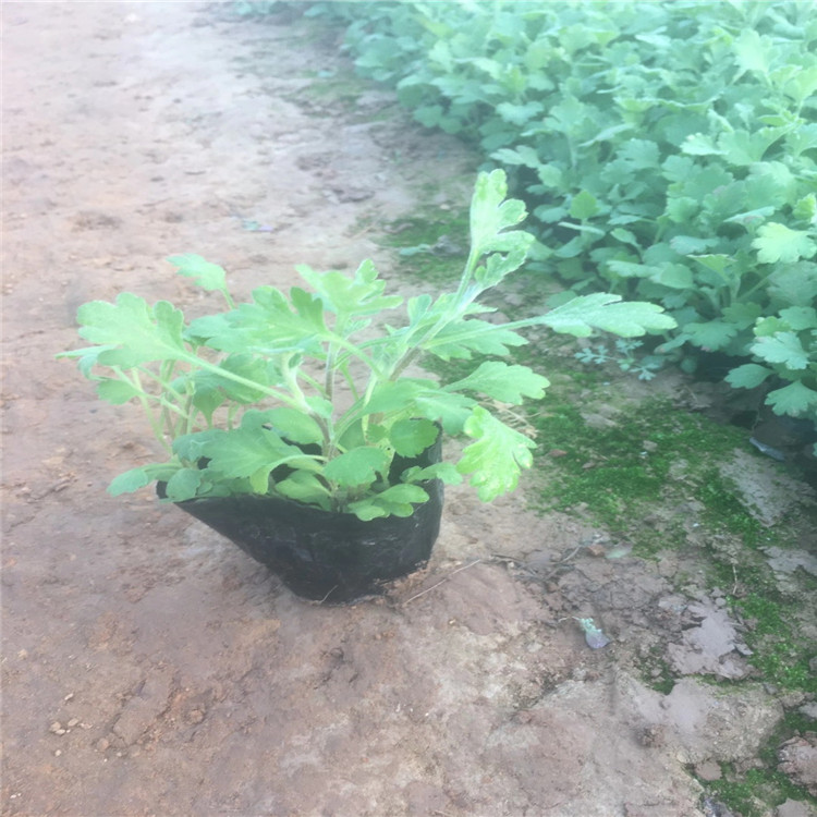 江瑞园艺地被菊 厂家常年供应地被菊 山东地被菊厂家 现货出售地被菊