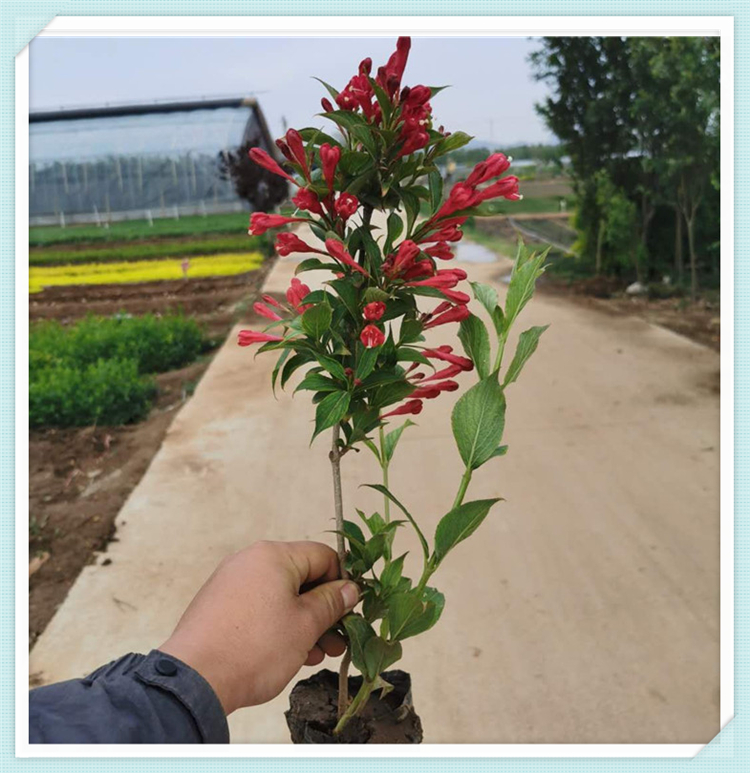 红王子锦带苗 基地优惠直发 红王子锦带种植基地 红王子锦带量大优惠