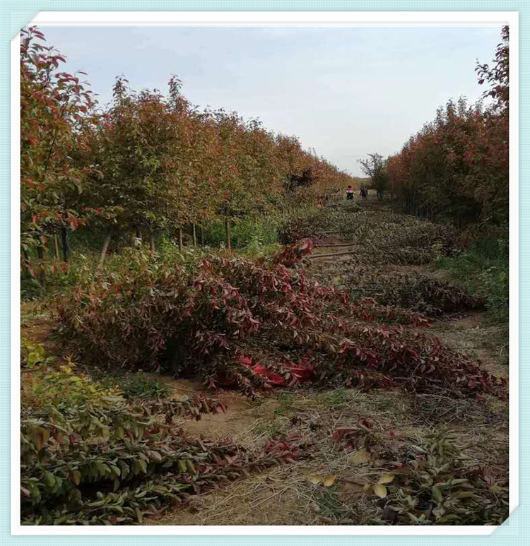 好成活海棠树 海棠树培育基地 大量种植海棠树
