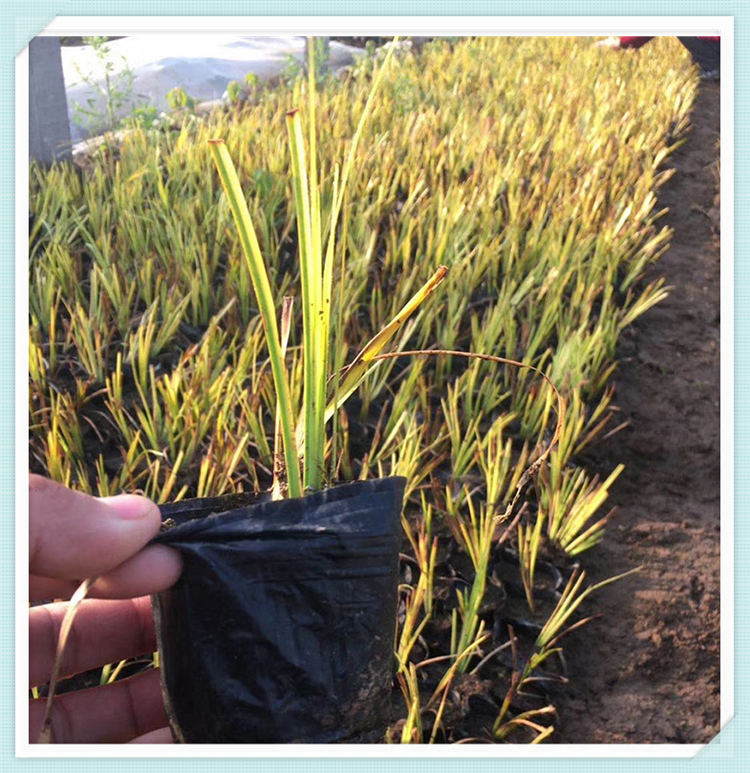 大量供应金叶菖蒲 金叶菖蒲种植 30公分高菖蒲苗