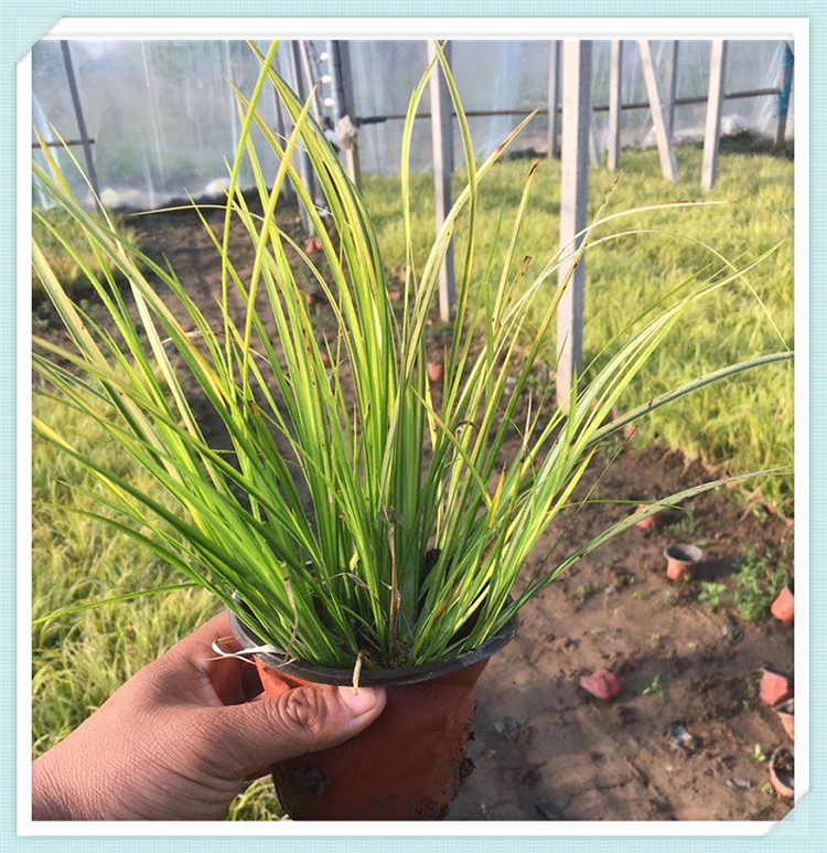 苗圃直销金叶菖蒲 金叶菖蒲培育 河道绿化用苗