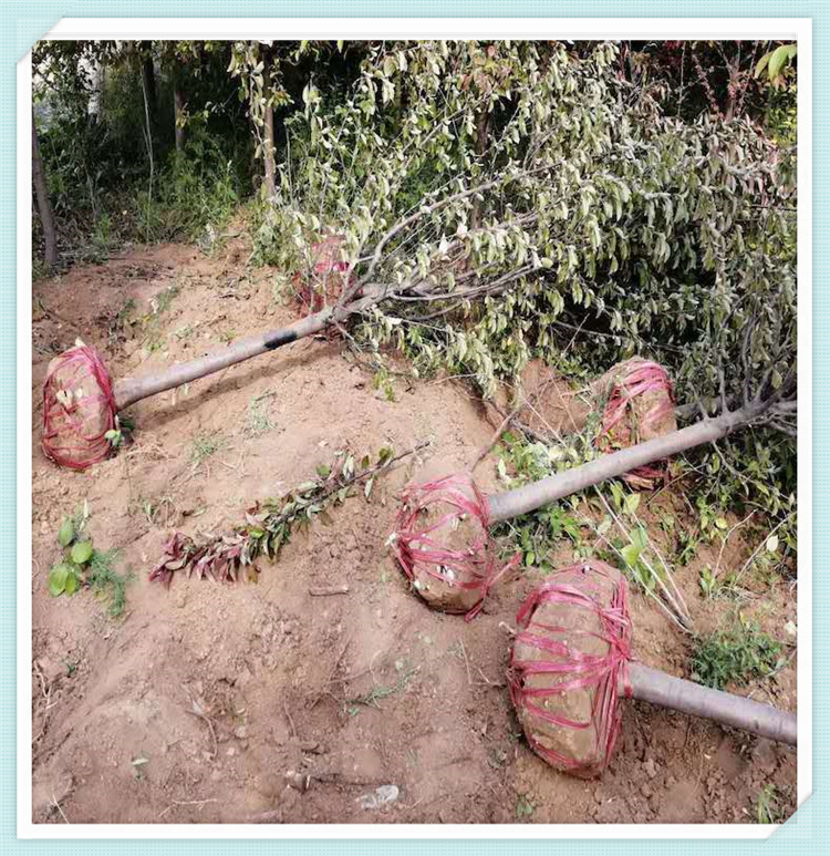 绿化工程苗种植 海棠树基地 北美海棠出售
