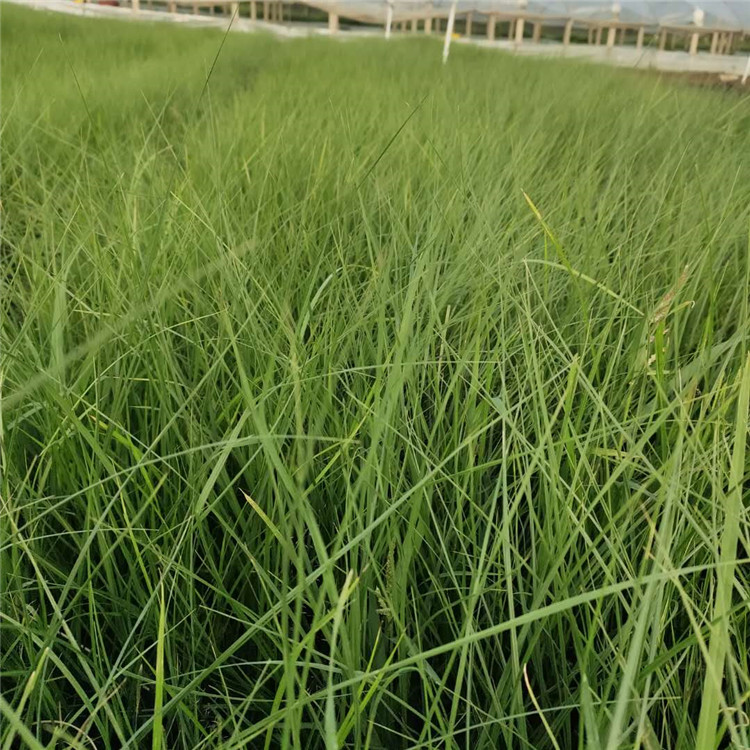 山东草花 小兔子狼尾草苗 苗圃供应 小兔子狼尾草批发