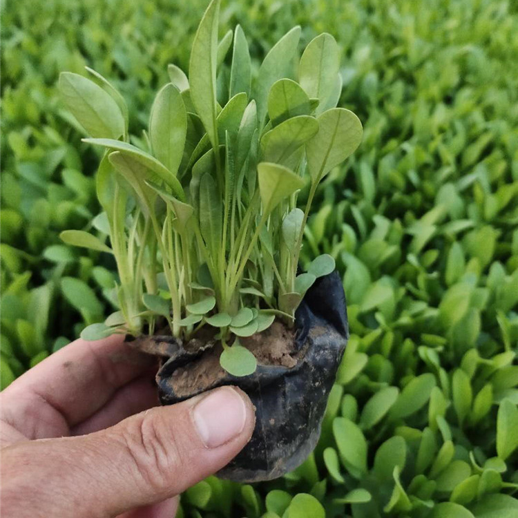 草花批发 金鸡菊 金鸡菊报价 基地直售