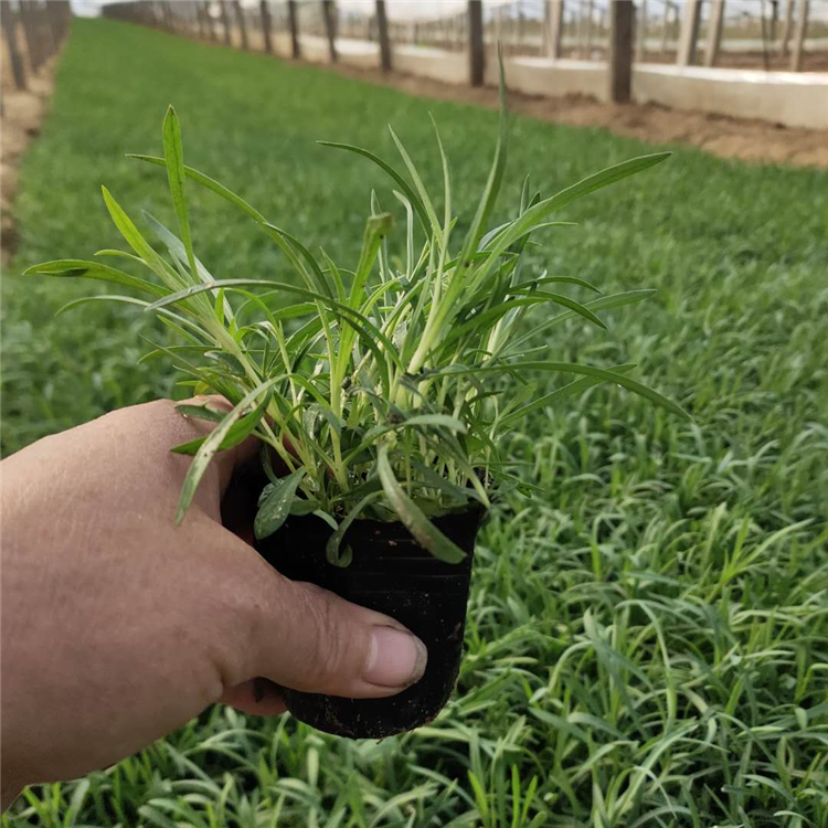 多年生草本植物 地被石竹小苗 地被石竹供货商