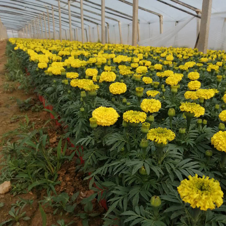 种植万寿菊 苗圃基地批发观赏花卉万寿菊 山东种植万寿菊