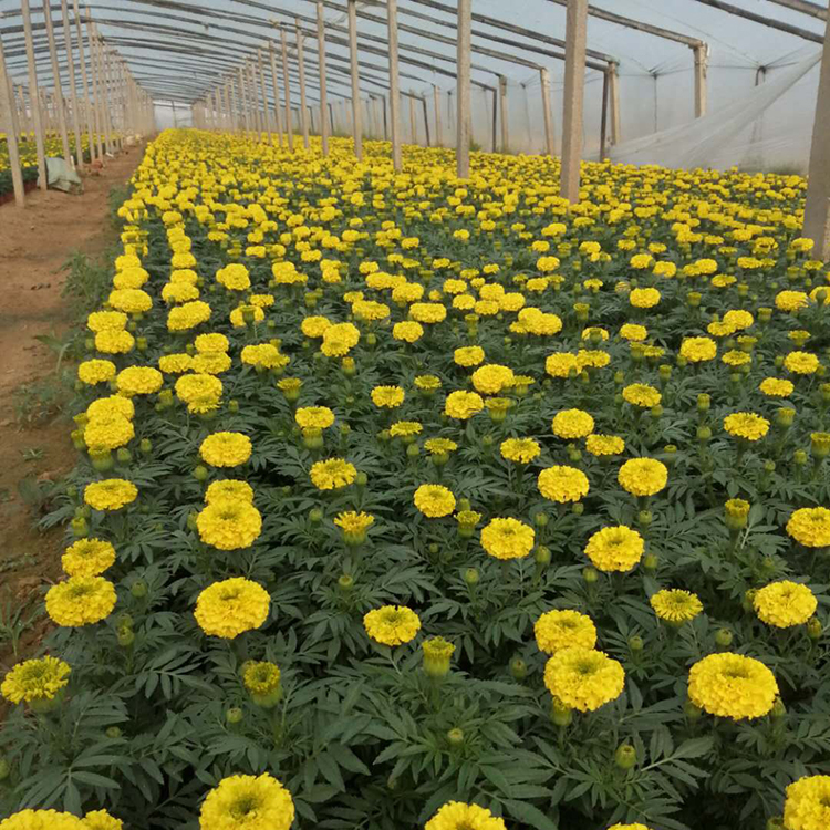 订购报价 观赏花卉万寿菊 青州种植万寿菊