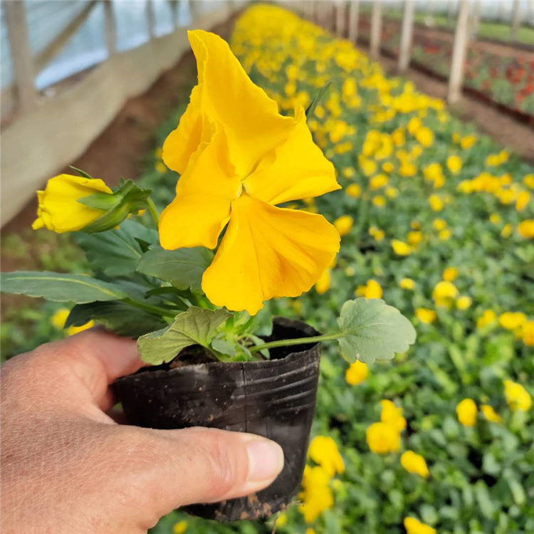 观赏用三色堇 青州草花种植基地 三色堇报价