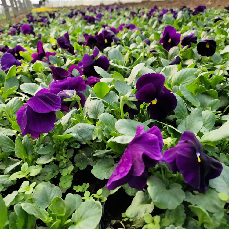 多颜色可选的三色堇 青州草花种植基地 三色堇直销