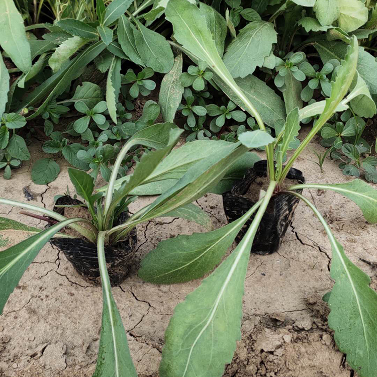 天人菊小苗 山东天人菊基地 批发基地
