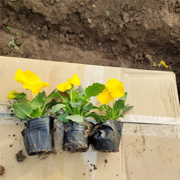 三色堇营养杯 青州草花种植基地 三色堇直销