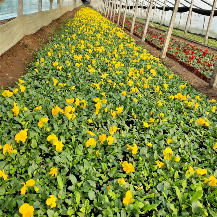 园林景观绿化 出售三色堇 三色堇种植基地