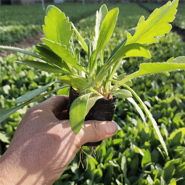 自产自销 天人菊小苗 青州天人菊价格