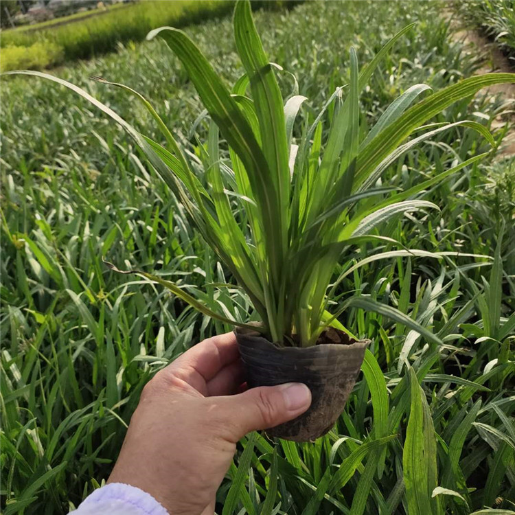 蛇鞭菊供应商 苗圃批发 青州蛇鞭菊