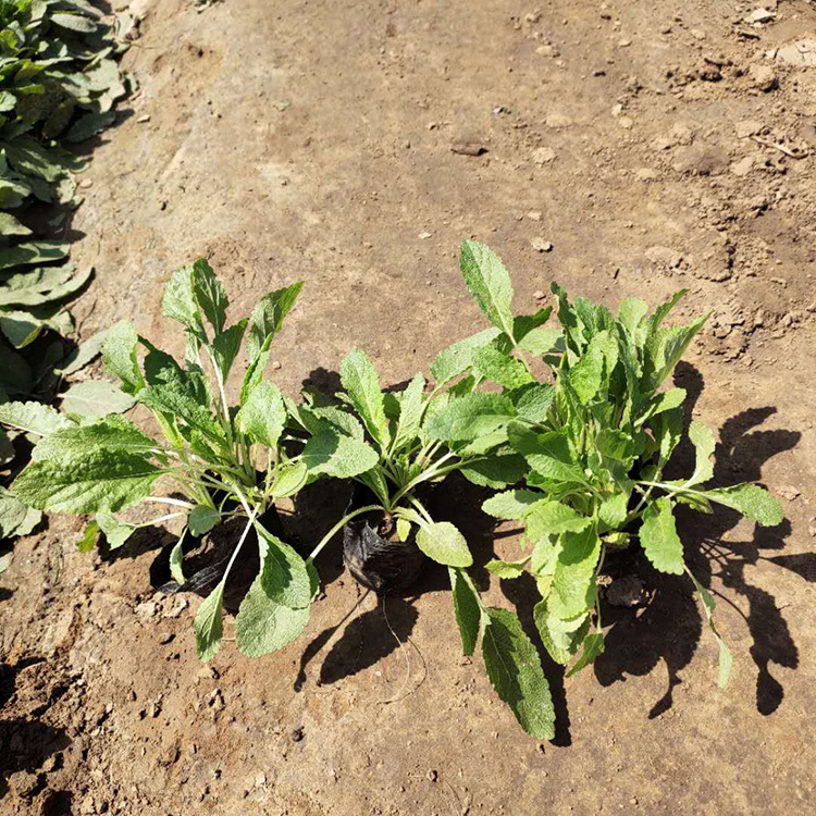 鼠尾草花海 量大优惠 鼠尾草苗 鼠尾草直销