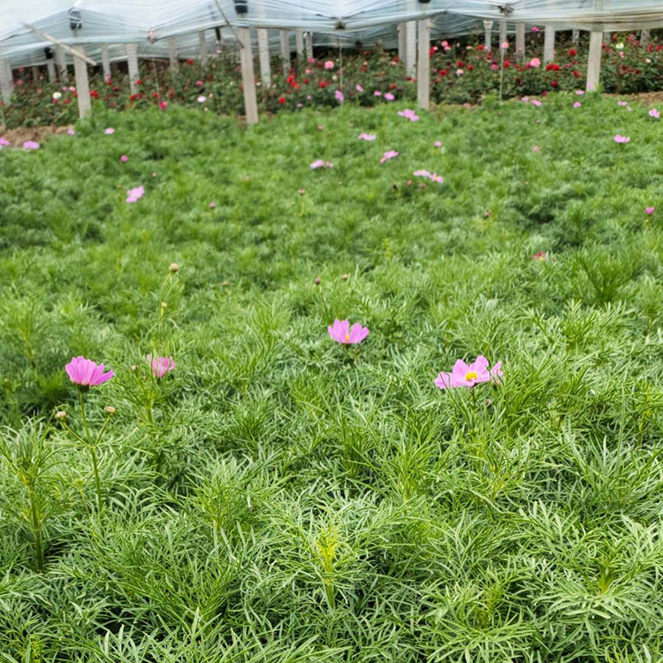 价格从优 波斯菊小苗 波斯菊批发